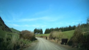 Driving Barrs Falls Road near Owaka in the Catlins | Otago | New Zealand | 4K