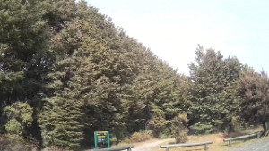 Driving from the Henry Creek DOC Campsite to Lake Mistletoe Carpark  | Southland | New Zealand | 4K