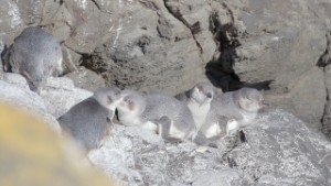 Little Blue Penguins in Akaroa | Canterbury | New Zealand | 4K