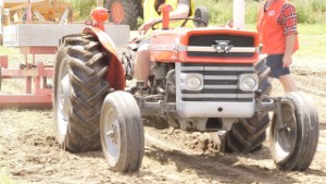 1966 Massey Ferguson 135 Antique Tractor Pulling in Edendale