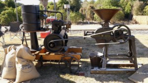 1922 Anderson Stationary Engine 4304 Running a Grain Crusher